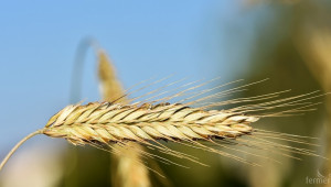 Какви ограничения готви Русия за износа на зърно? - Agri.bg
