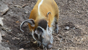 Всяка пета свиня в света е болна от АЧС  - Agri.bg