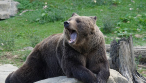 Вълците и мечките стават сериозна заплаха за фермите в Европа - Agri.bg