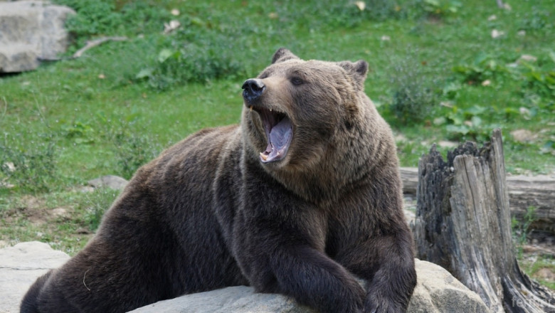 Вълците и мечките стават сериозна заплаха за фермите в Европа