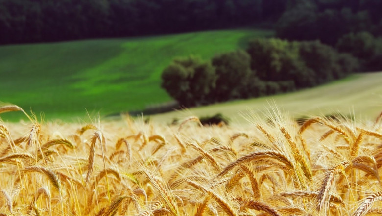 Доставки за Алжир и Турция вдигнаха цените на пшеницата