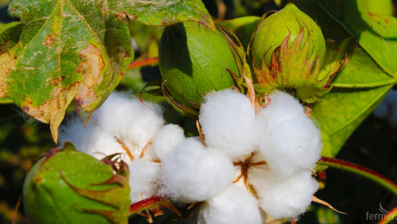 В десетката: Най-големите производители на памук
