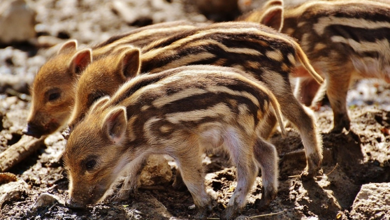Япония ще ваксинира дивите свине 