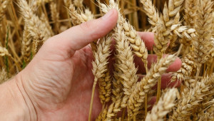 Износът на пшеница леко се раздвижи - Agri.bg