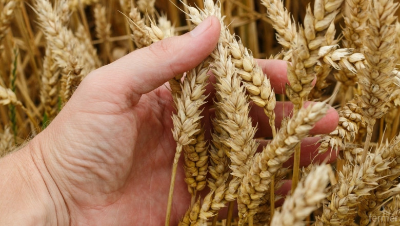 Износът на пшеница леко се раздвижи