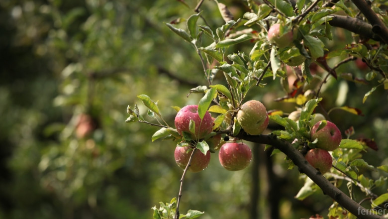 Протест: Полски фермери изсипаха хиляди ябълки насред Варшава 
