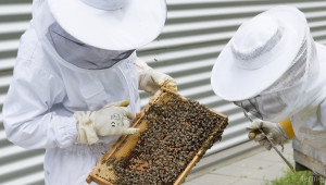 Как цифровизацията реално улеснява пчеларите? - Agri.bg