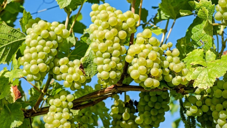 Нови испански сортове грозде, устойчиви на болести  