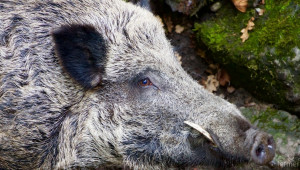 Още две диви прасета с Африканска чума в Силистренско - Agri.bg