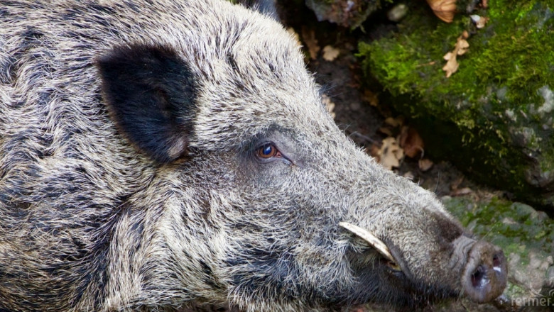 Още две диви прасета с Африканска чума в Силистренско
