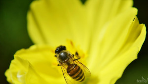 И пчеларите трябва да се дигитализират - Agri.bg