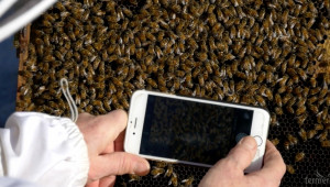 Агроиновации: BeeScanning – цифрово решение за мониторинг на здравето на пчелите - Agri.bg