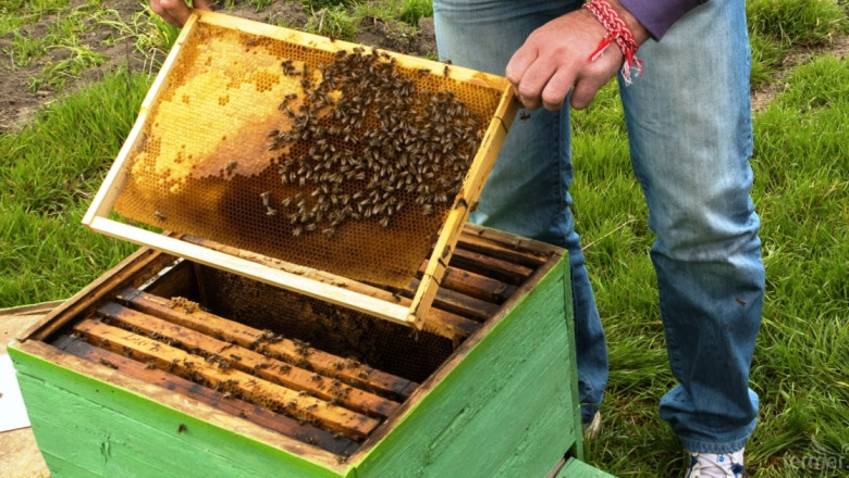 4,7 млн.лв. за стопаните по Националната пчеларска програма тази година