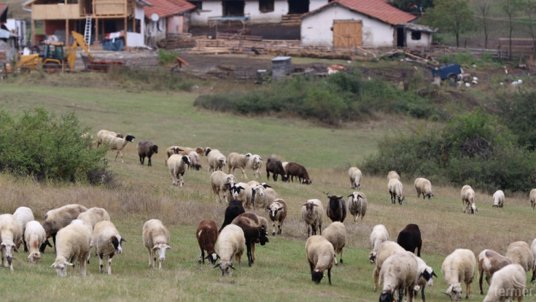 Овцевъди и козевъди се чувстват дискриминирани от Наредба №3 