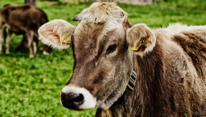 Очаква се спад в производството на телешко и говеждо месо