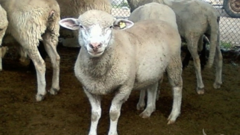 Прегледи за чума по овцете – всеки месец в шест области