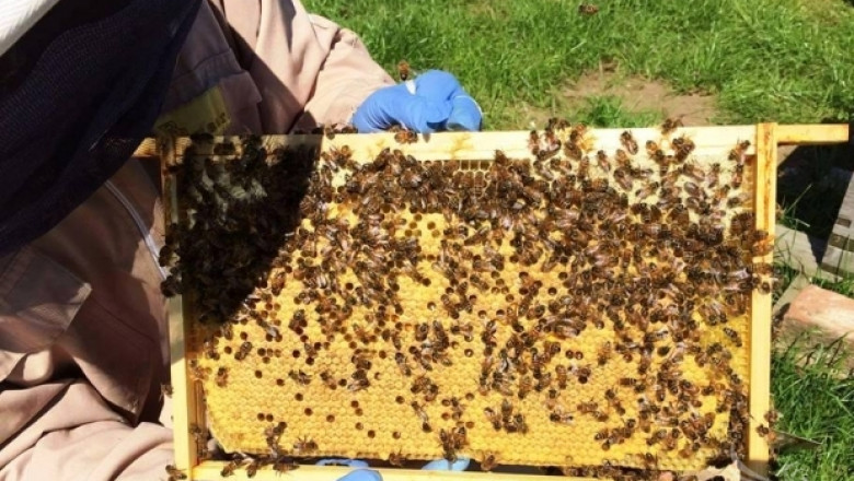 Шанс: Пчеларите с финансиране по подмярка 6.3 от ПРСР