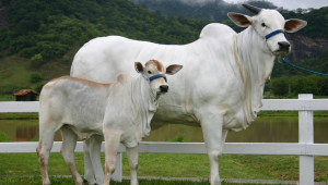 Бразилските скотовъди ще налагат породата Нелоре - Agri.bg
