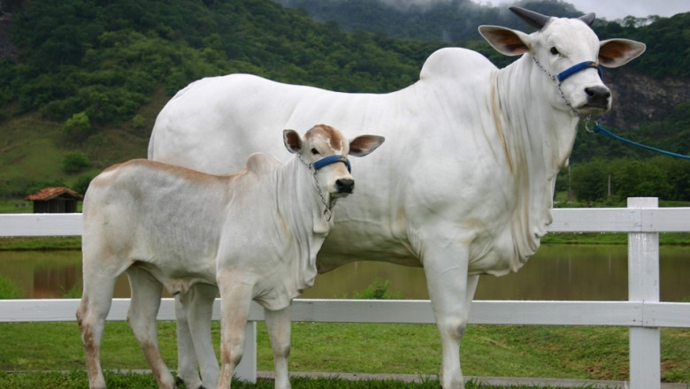Бразилските скотовъди ще налагат породата Нелоре