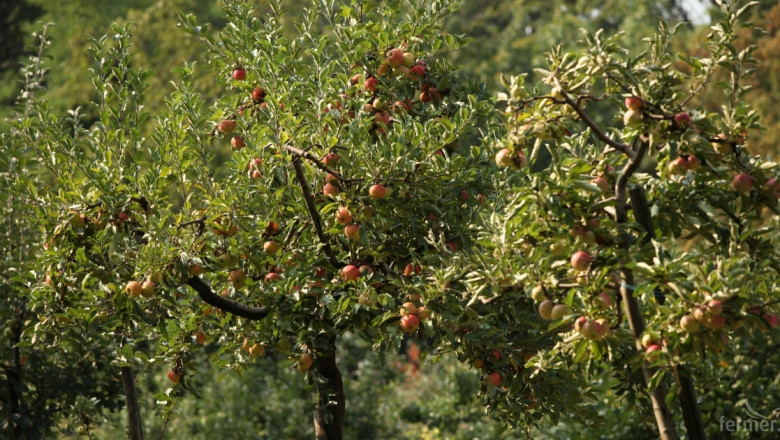 Световното търсене на ябълки намалява. Къде расте вносът? 