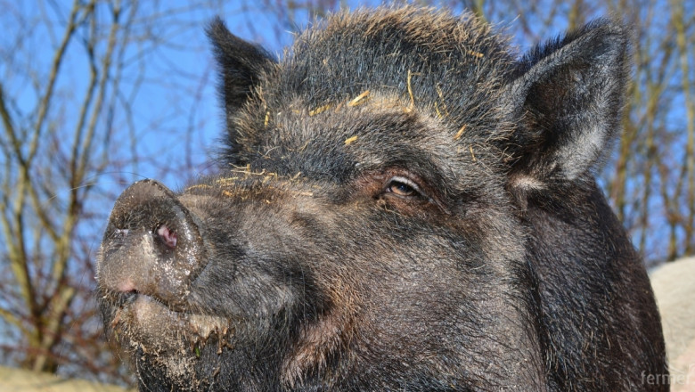 Вдигат забраната за лов на диви свине около Тутракан