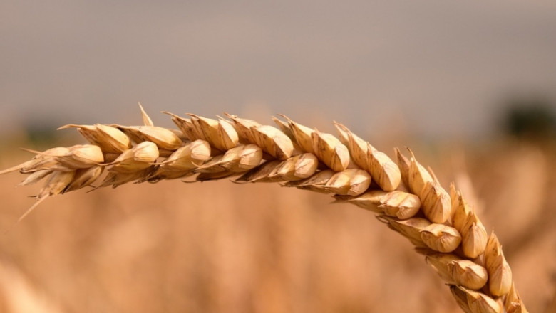 Технология на НАСА дава 6 реколти пшеница на година 