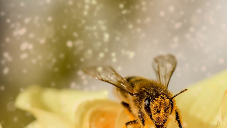 Пчелар: Частична помощ de minimis е замазване на очите