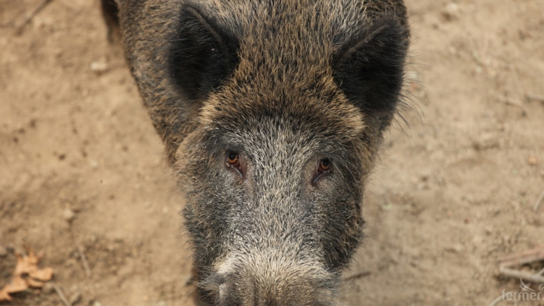 Африканската чума по свинете обхвана почти цяла Румъния
