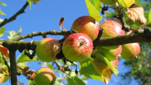 Ябълки от изоставени градини се продават като био  - Agri.bg