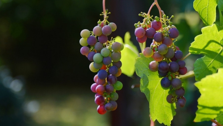 Молдова - основният конкурент на Италия на пазара за грозде