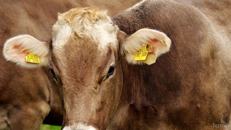 Швейцария ще субсидира само кравите без рога