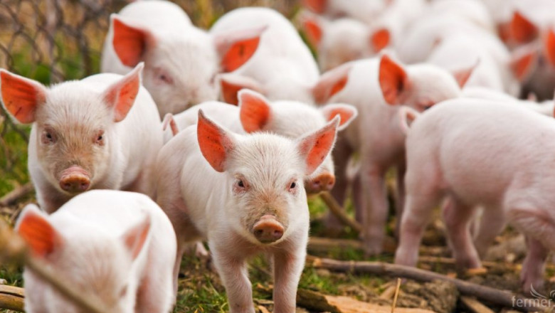 Агроиновации: Кръгова икономика в испанското свиневъдство