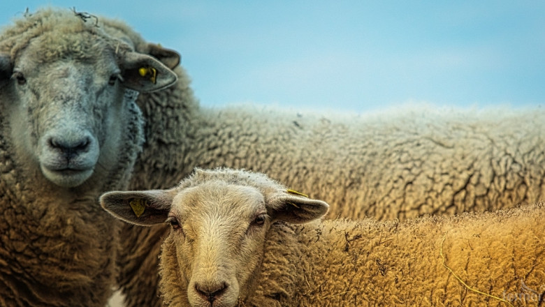 Овцевъди и козевъди дебатират стратегическите насоки за сектора след 2020