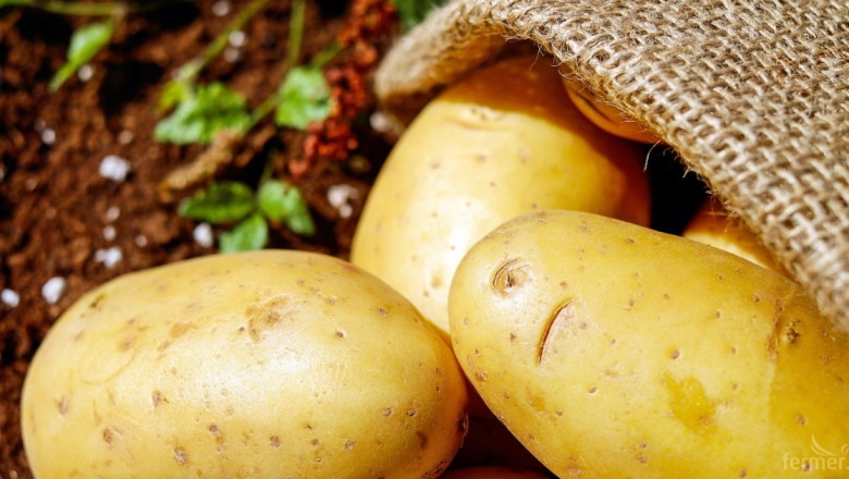 3092 кг/дка е средният добив на картофи в Пернишко 