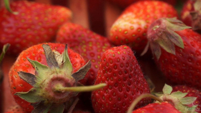 Италианските фермерите ще доставят ягоди 10 месеца в годината