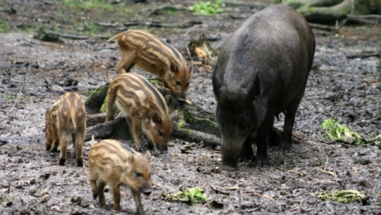 Проект: Лов на диви свине – само в 2 последователни дни