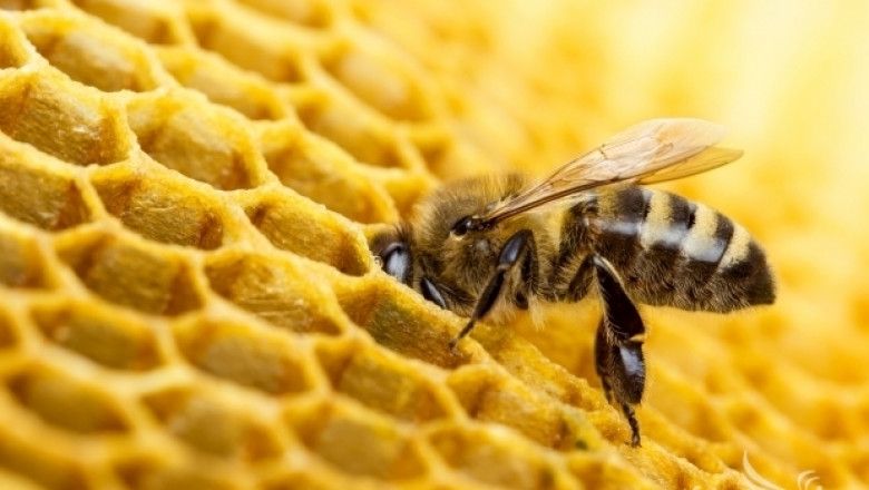 Фермери вече кандидатстват по Пчеларската програма