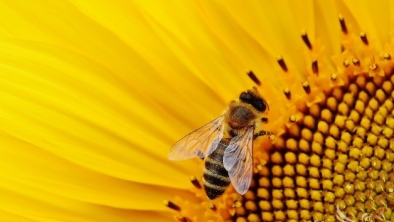 Пчеларите остават без de minimis тази година