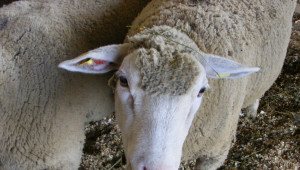 ДФЗ преведе близо 16 млн. лв. за овце и кози-майки - Agri.bg