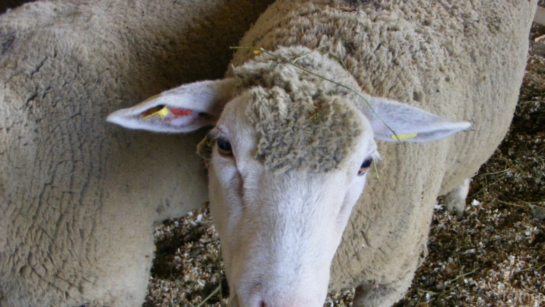 ДФЗ преведе близо 16 млн. лв. за овце и кози-майки