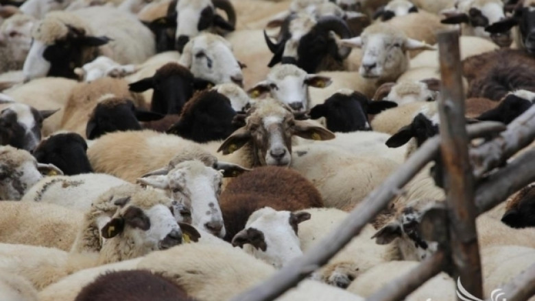 До дни плащат преходната национална помощ за овце и кози-майки
