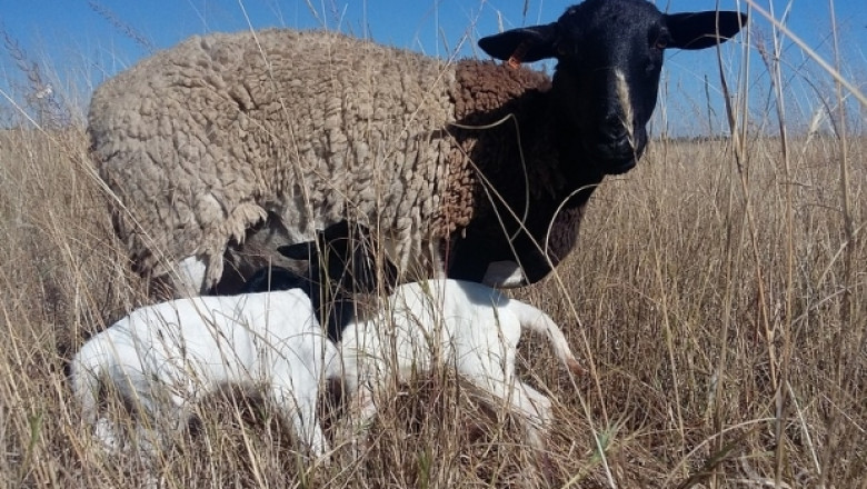 Африканска овца ще спаси австралийския овцевъден сектор 
