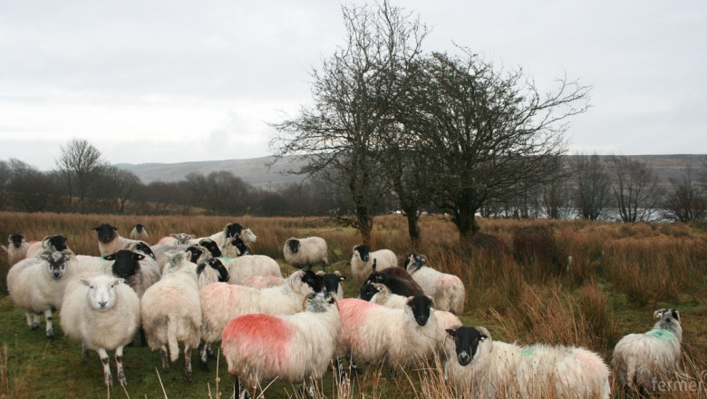 Определиха ставката за овце-майки и кози-майки за преходна национална помощ