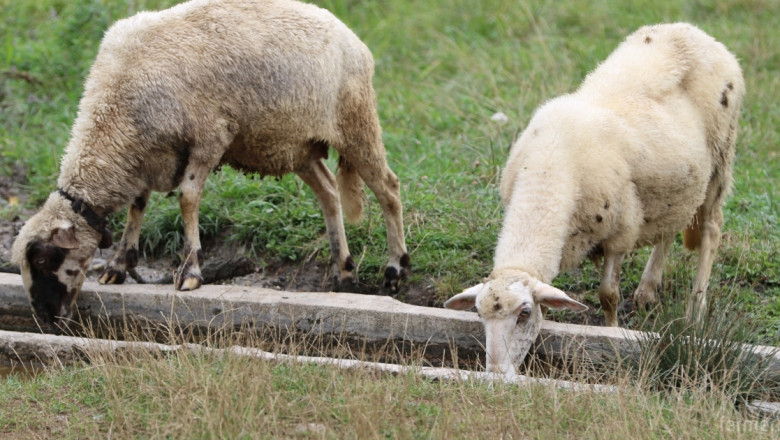 Осем случая на „луда овца” в България