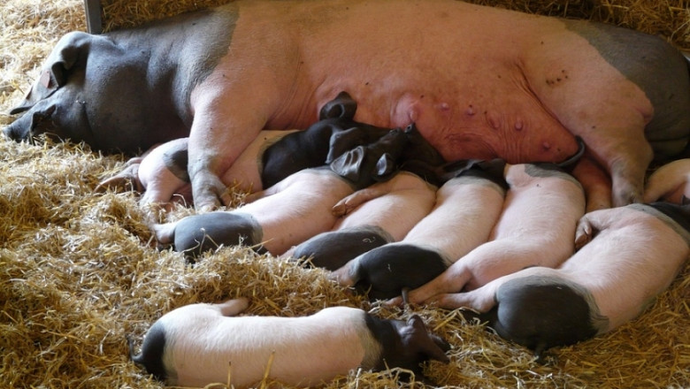 АЧС в Украйна унищожи две породи свине