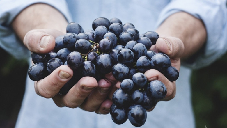 Италия събра най-голямата реколта от грозде в света