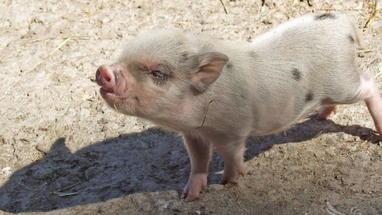 САЩ отмениха забраната за внос на свинско месо от Полша 