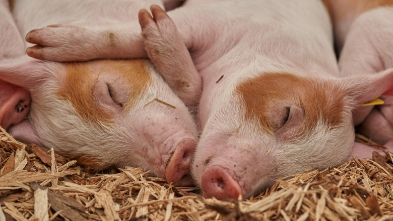 Ръст на износа на свинско месо от ЕС