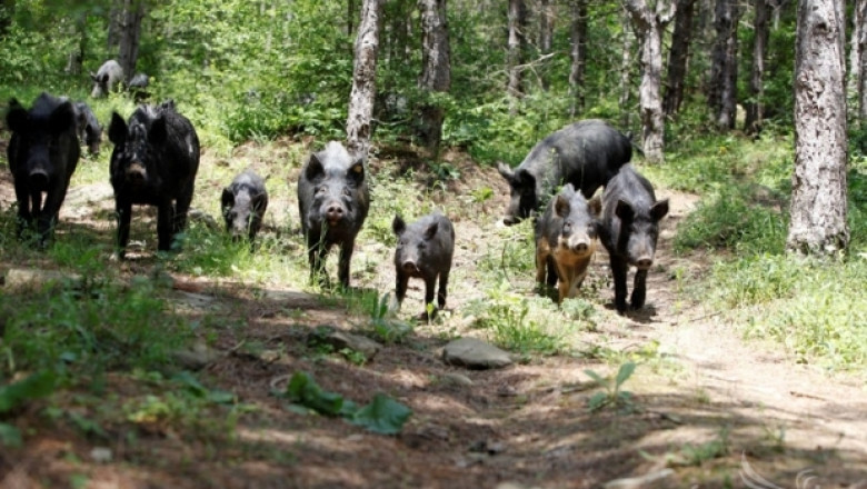 Знаете ли разликите между Източнобалканската свиня и дивите прасета?