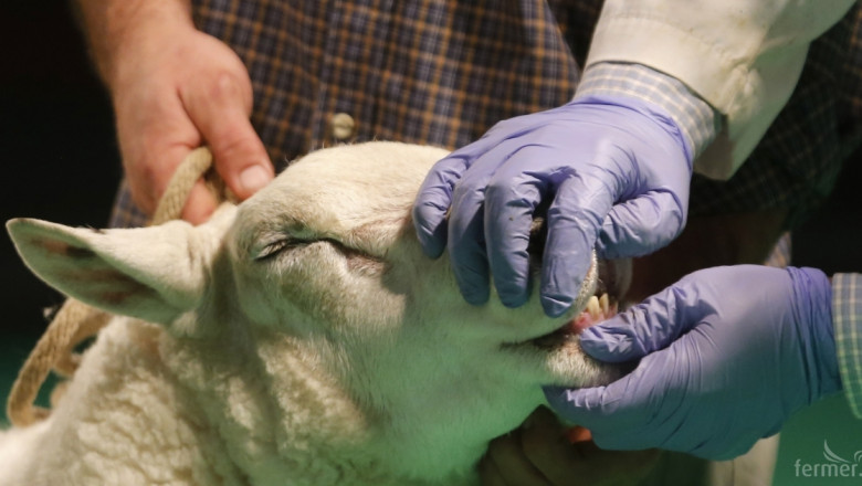 Ветеринари търсят още овце и кози с чума в Ямболско